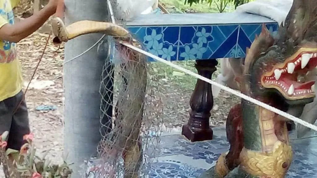 เลขเด็ด งูจงอาง