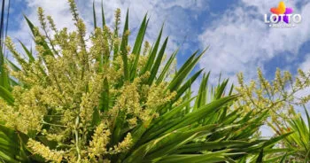 ต้นจันผา ออกดอก เลขเด็ด